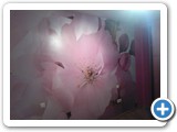 SERDECOR